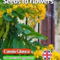 CASSIA GLAUCA - SCRAMBLED EGG BUSH - TROPICAL EXOTIC - 5 BEST QUALITY SEEDS