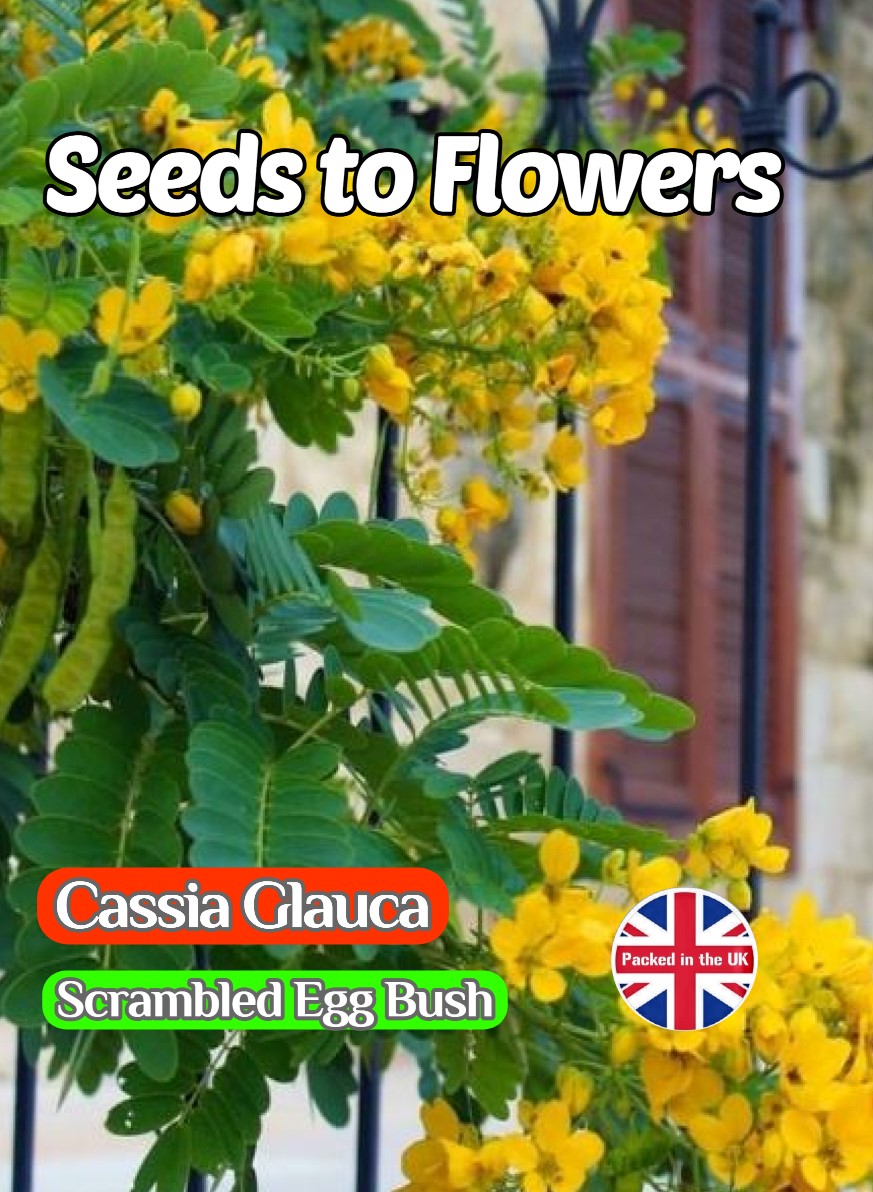 CASSIA GLAUCA - SCRAMBLED EGG BUSH - TROPICAL EXOTIC - 5 BEST QUALITY SEEDS