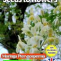 MORINGA PTERYGOSPERMA - HORSERADISH TREE - TROPICAL - COMPOSTABLE PACK 8 SEEDS