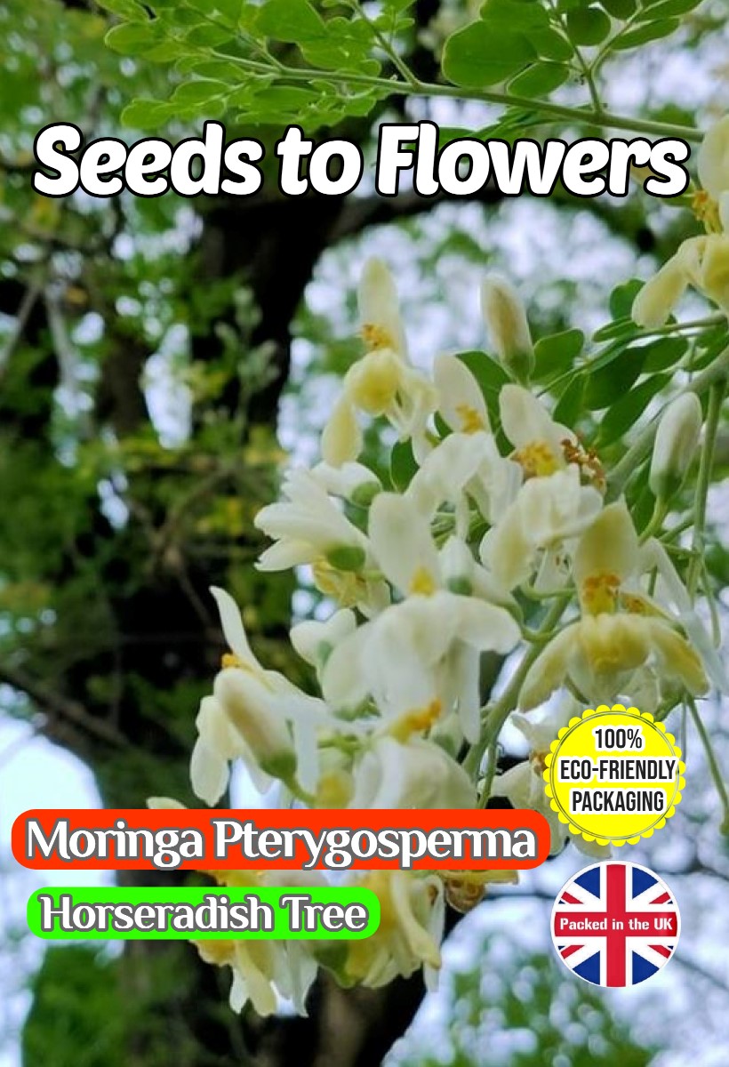 MORINGA PTERYGOSPERMA - HORSERADISH TREE - TROPICAL - COMPOSTABLE PACK 8 SEEDS