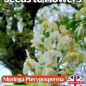 MORINGA PTERYGOSPERMA - HORSERADISH TREE - TROPICAL - 4 HIGH QUALITY SEEDS