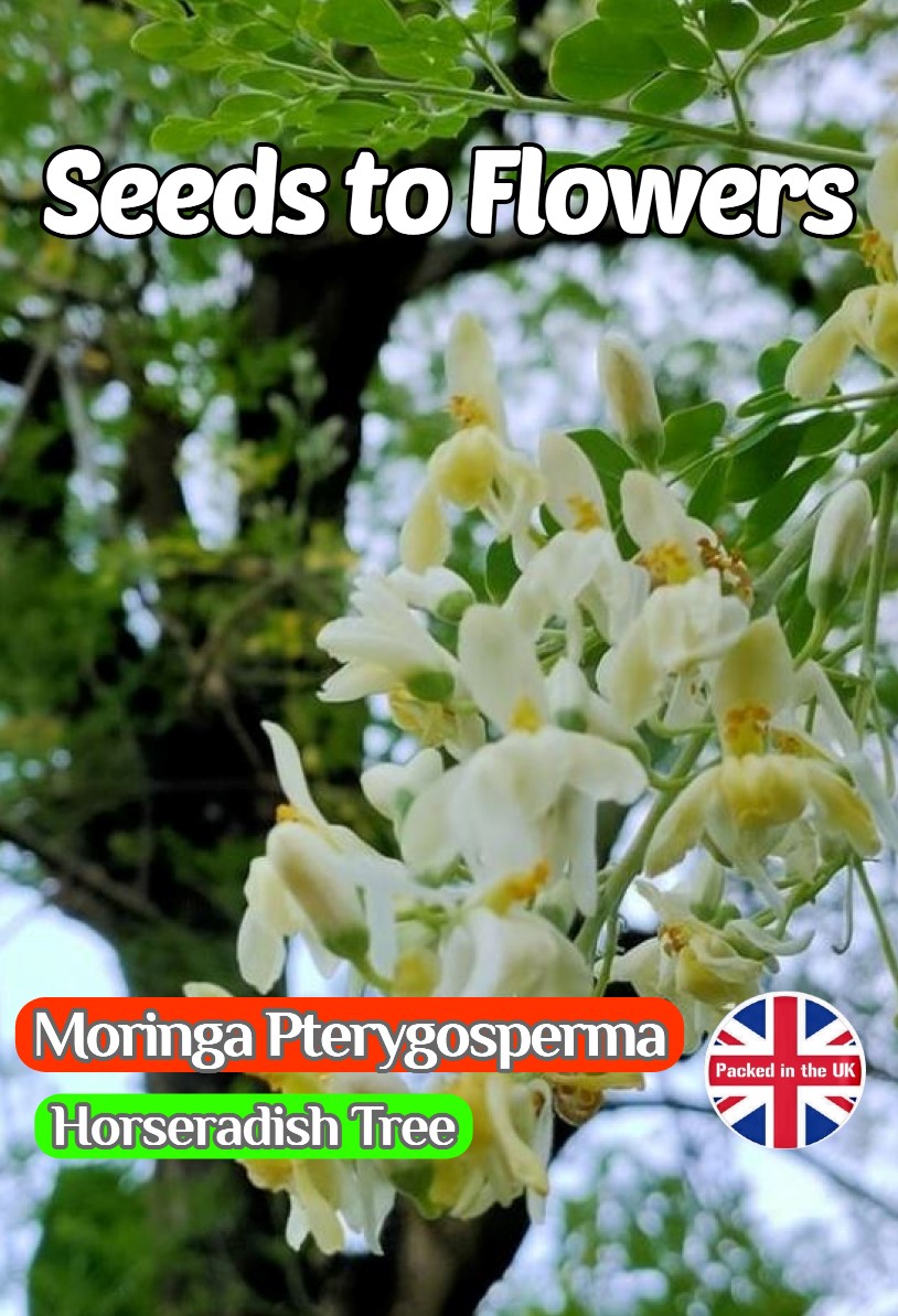 MORINGA PTERYGOSPERMA - HORSERADISH TREE - TROPICAL - 4 HIGH QUALITY SEEDS