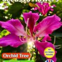 ORCHID TREE - BAUHINIA VARIEGATA - TROPICAL - COMPOSTABLE PACKET -12 BEST SEEDS