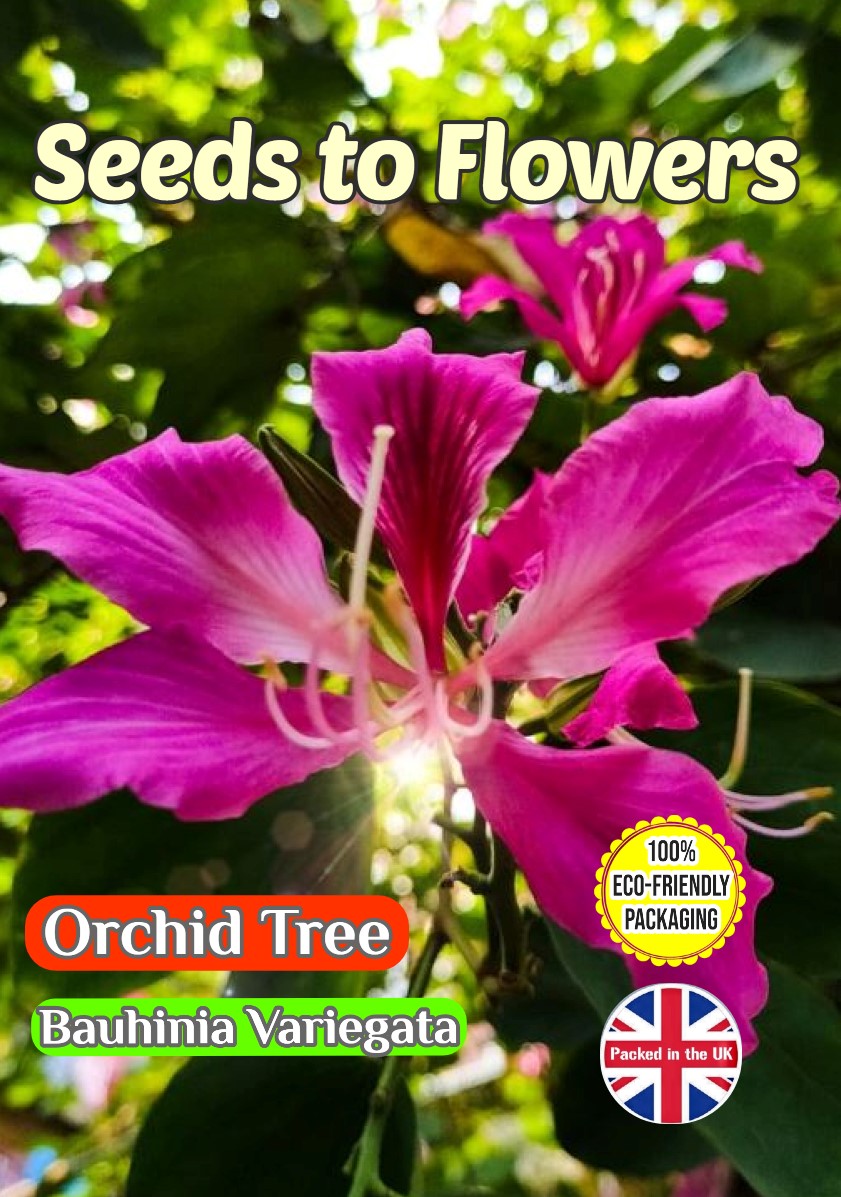 ORCHID TREE - BAUHINIA VARIEGATA - TROPICAL - COMPOSTABLE PACKET -12 BEST SEEDS