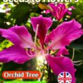 ORCHID TREE - BAUHINIA VARIEGATA - TROPICAL EXOTIC - 8 BEST QUALITY SEEDS