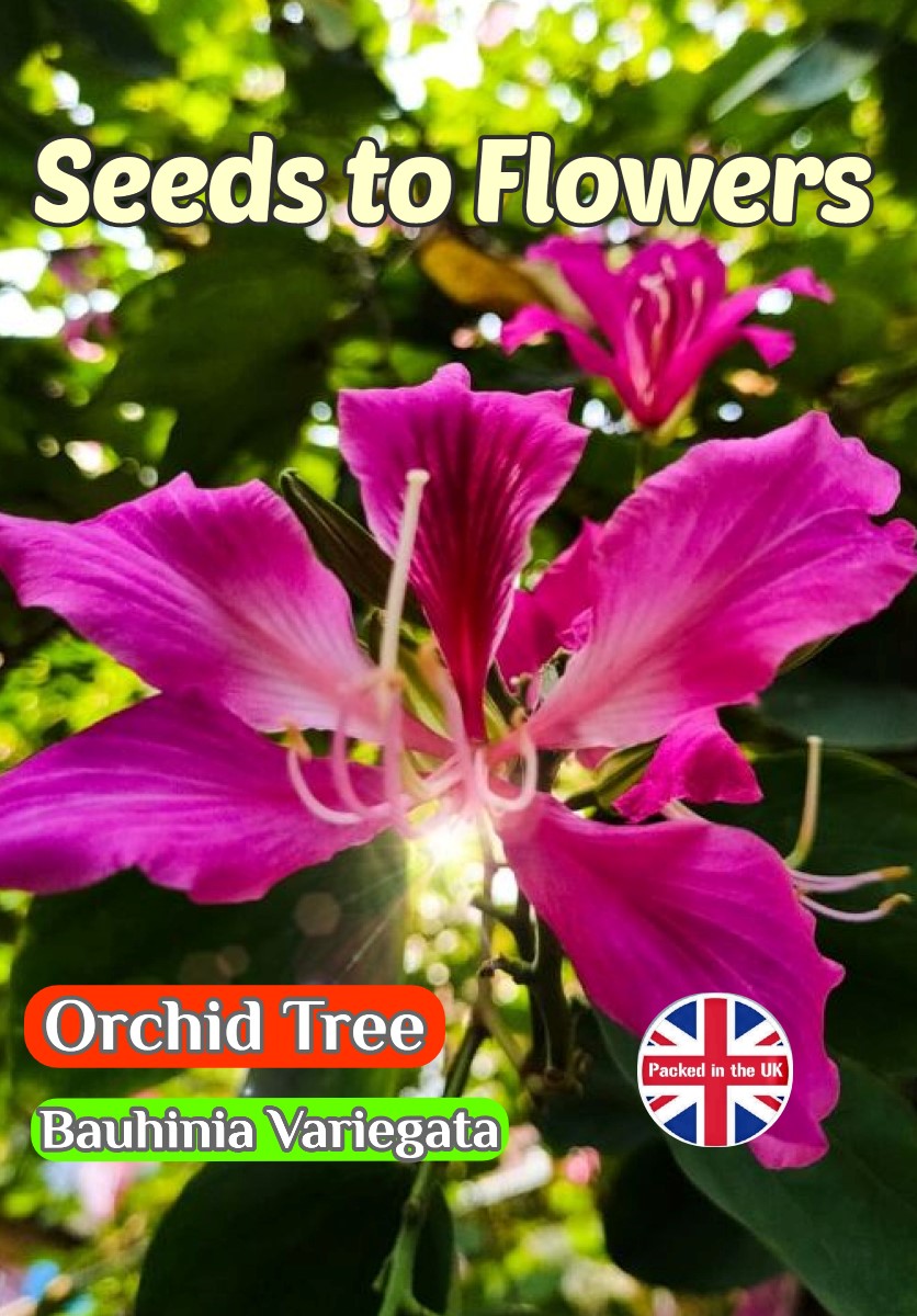 ORCHID TREE - BAUHINIA VARIEGATA - TROPICAL EXOTIC - 8 BEST QUALITY SEEDS