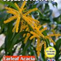 EARLEAF ACACIA - ACACIA AURICULAEFORMIS - FLOWERING -COMPOSTABLE PACK -12 SEEDS