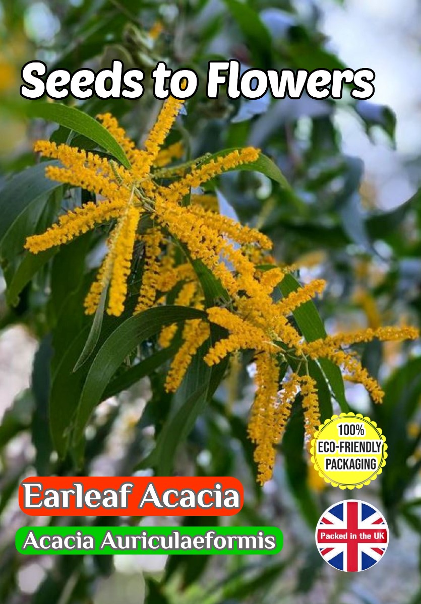 EARLEAF ACACIA - ACACIA AURICULAEFORMIS - FLOWERING -COMPOSTABLE PACK -12 SEEDS