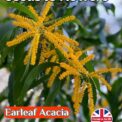 EARLEAF ACACIA - ACACIA AURICULAEFORMIS - FLOWERING TREE - 8 SEEDS