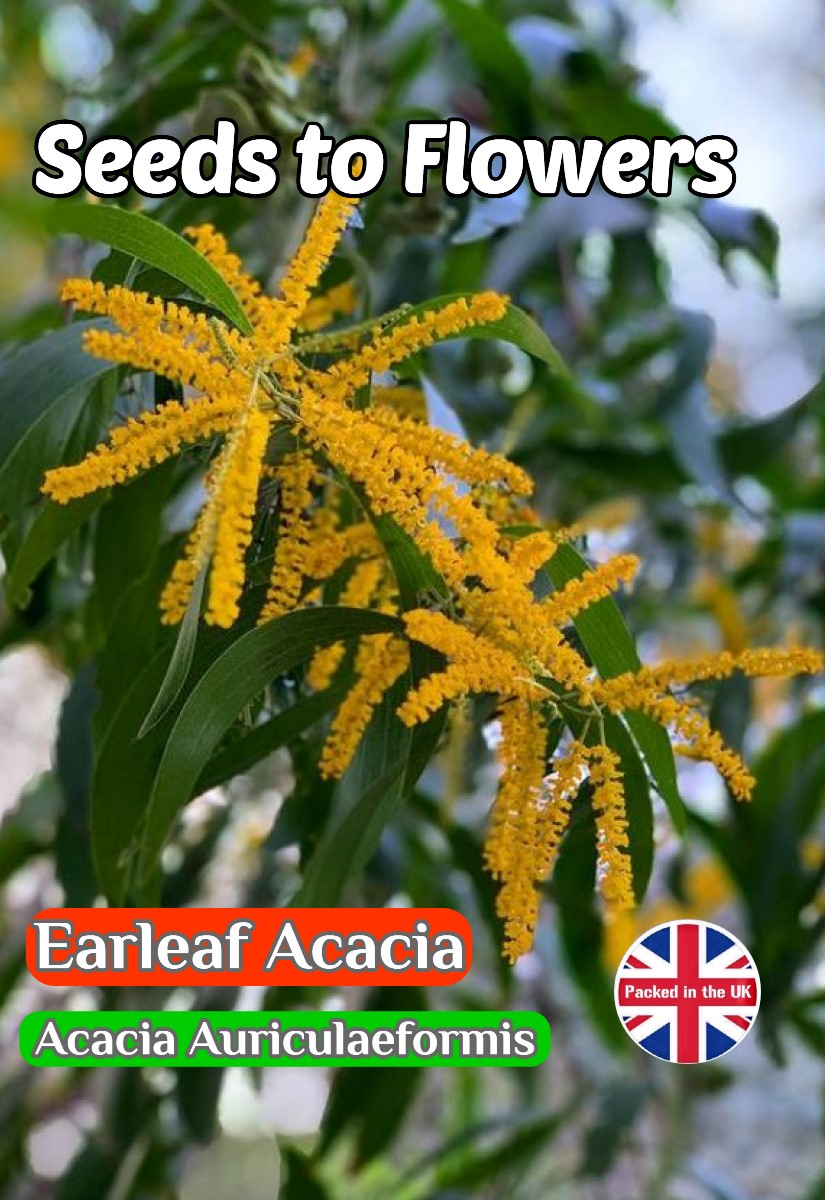 EARLEAF ACACIA - ACACIA AURICULAEFORMIS - FLOWERING TREE - 8 SEEDS