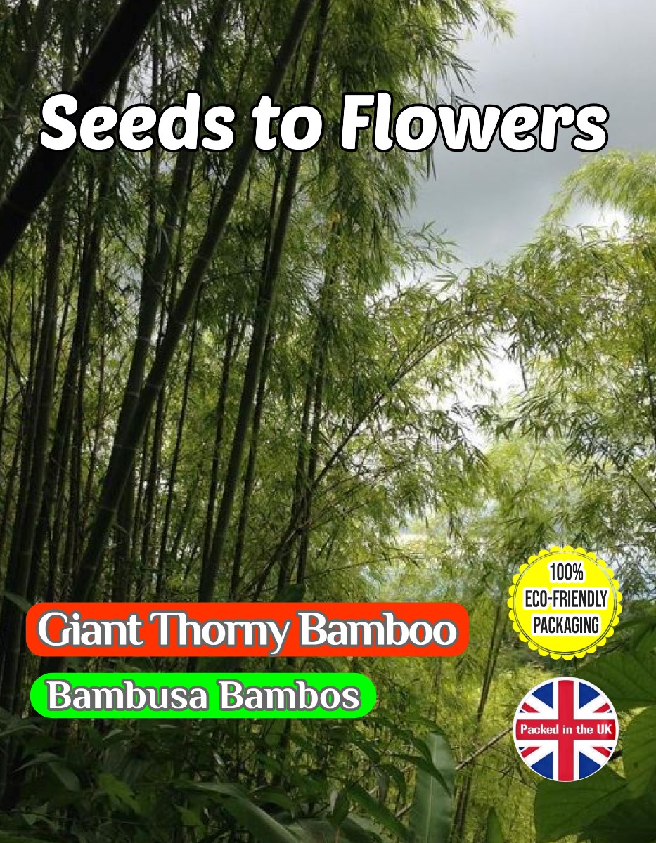 GIANT THORNY BAMBOO - BAMBUSA BAMBOS - EVERGREEN - TROPICAL EXOTIC - COMPOSTABLE PACKET - 15 SEEDS