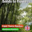 GIANT THORNY BAMBOO - BAMBUSA BAMBOS - EVERGREEN - TROPICAL EXOTIC - 12 SEEDS