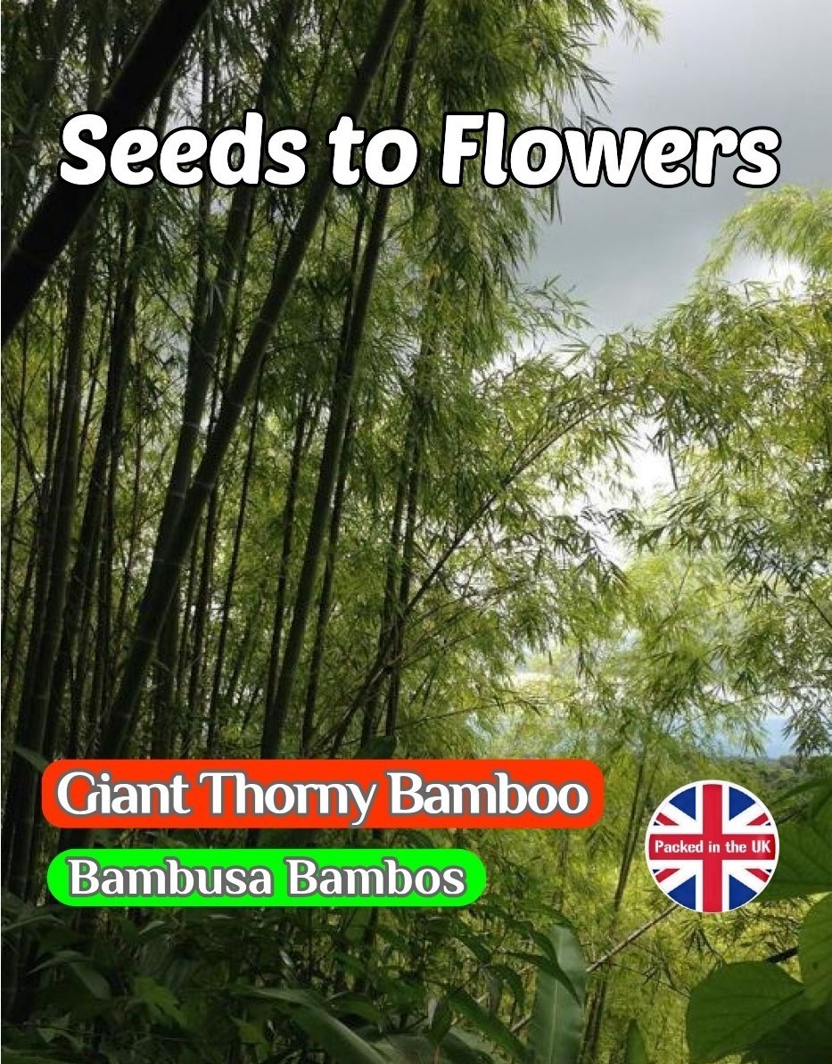 GIANT THORNY BAMBOO - BAMBUSA BAMBOS - EVERGREEN - TROPICAL EXOTIC - 12 SEEDS