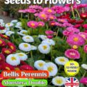 BELLIS PERENNIS - MONSTERA DOUBLE - 6000 FLOWER SEEDS - FULLY COMPOSTABLE PACKET