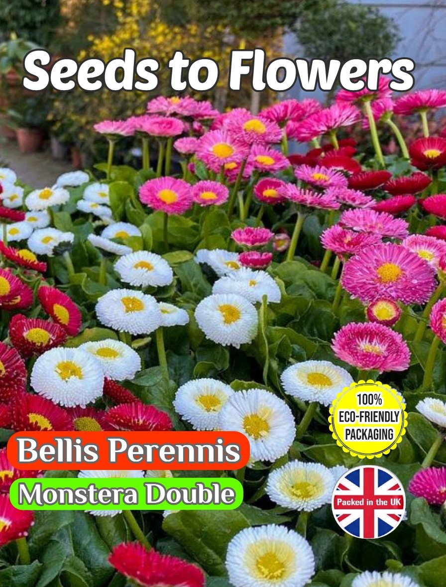 BELLIS PERENNIS - MONSTERA DOUBLE - 6000 FLOWER SEEDS - FULLY COMPOSTABLE PACKET
