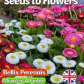 BELLIS PERENNIS - MONSTERA DOUBLE - PERENNIAL - 6000 BEST FLOWER SEEDS