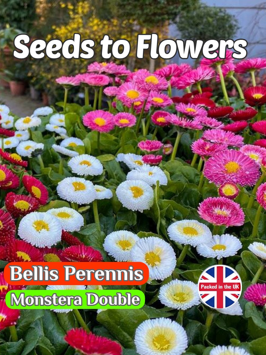 BELLIS PERENNIS - MONSTERA DOUBLE - PERENNIAL - 6000 BEST FLOWER SEEDS