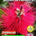 BOTTLEBRUSH- CALLISTEMON LANCEOLATUS -TROPICAL - COMPOSTABLE PACK - 300 SEEDS