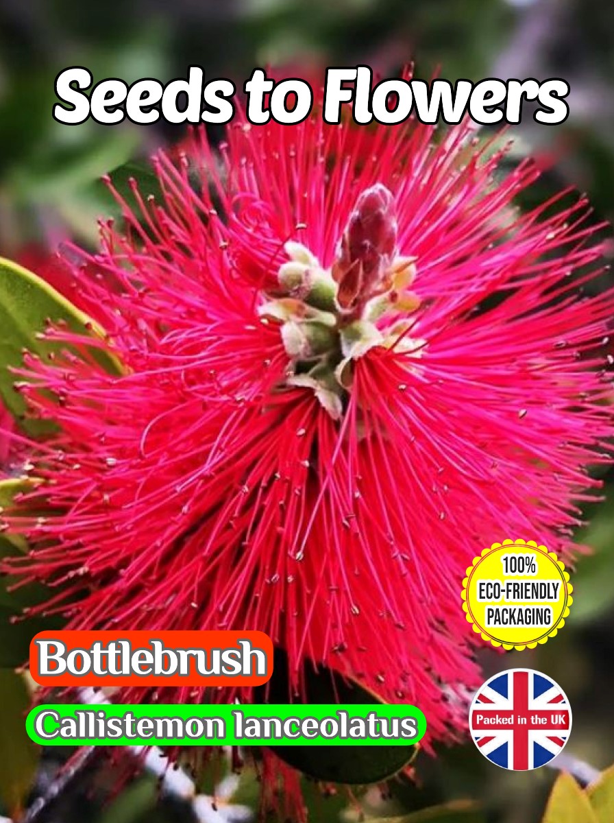 BOTTLEBRUSH- CALLISTEMON LANCEOLATUS -TROPICAL - COMPOSTABLE PACK - 300 SEEDS