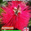 BOTTLEBRUSH- CALLISTEMON LANCEOLATUS -TROPICAL - FLOWERING SHRUB - 250 SEEDS
