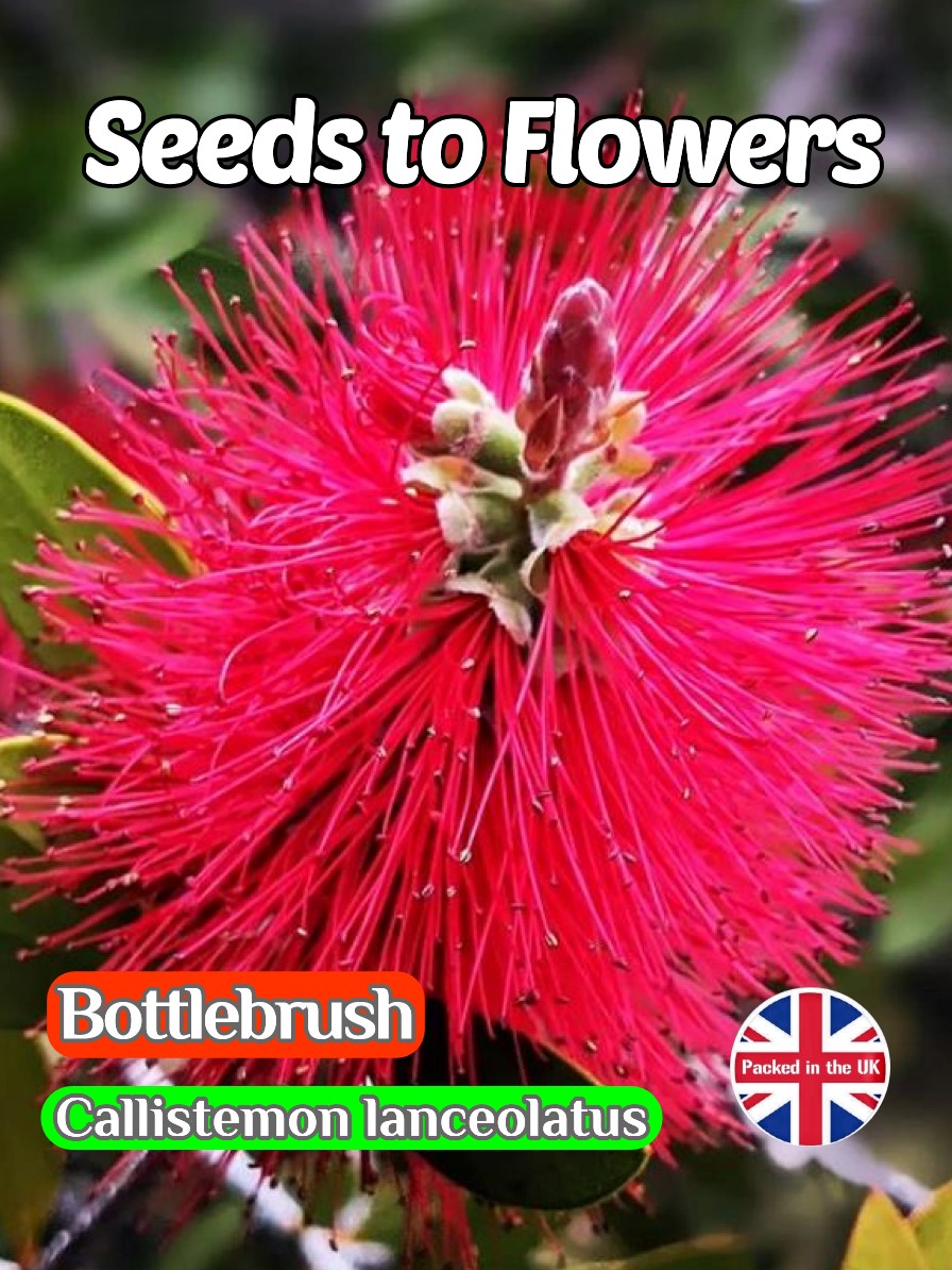 BOTTLEBRUSH- CALLISTEMON LANCEOLATUS -TROPICAL - FLOWERING SHRUB - 250 SEEDS