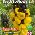 CASSIA ALATA FLOWERING BUSH TROPICAL EXOTIC BIODEGRADABLE PACK 10 BEST SEEDS