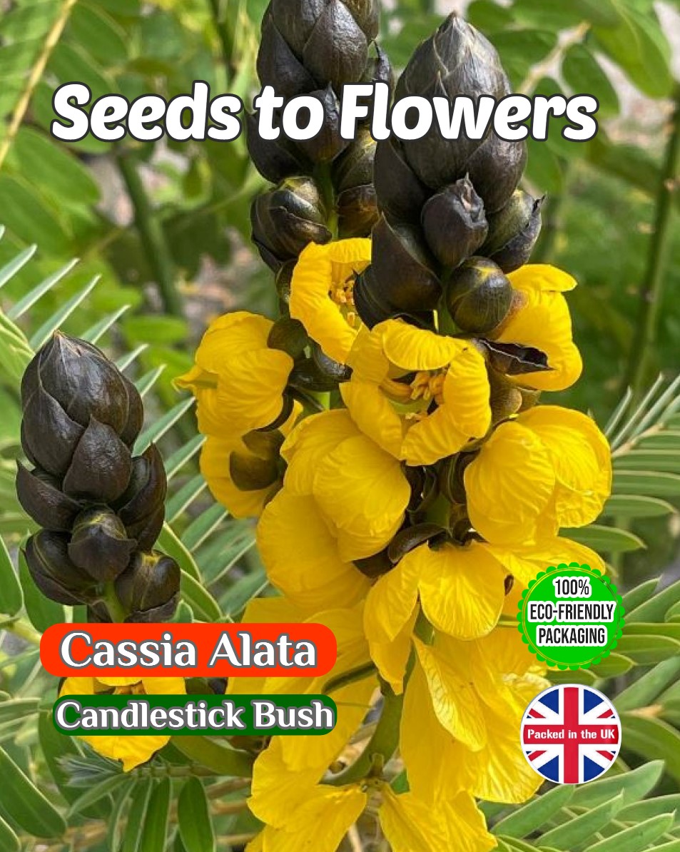 CASSIA ALATA FLOWERING BUSH TROPICAL EXOTIC BIODEGRADABLE PACK 10 BEST SEEDS