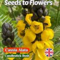 CASSIA ALATA - CANDLESTICK YELLOW FLOWERING BUSH - TROPICAL EXOTIC - 6 HIGH QUALITY SEEDS