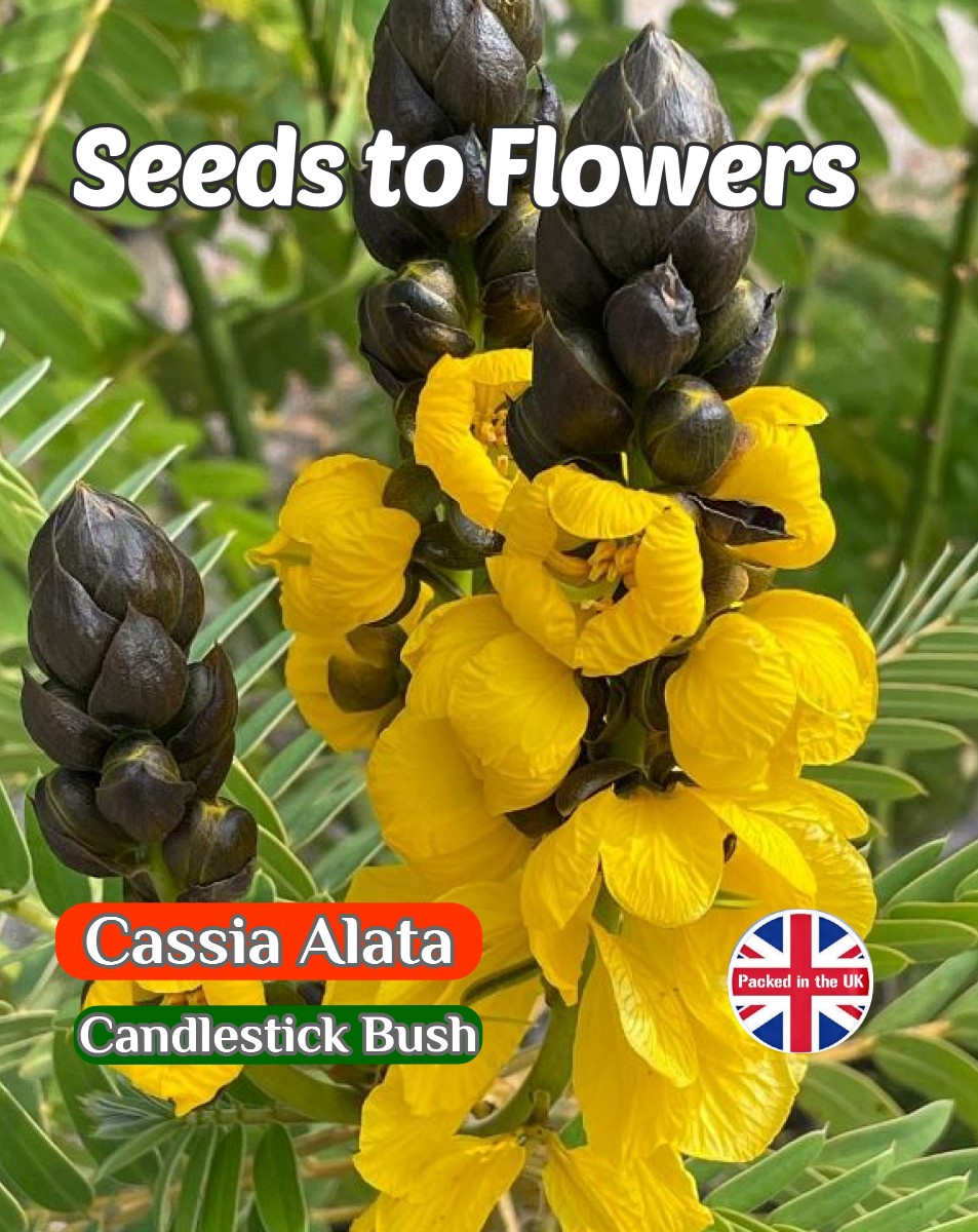 CASSIA ALATA - CANDLESTICK YELLOW FLOWERING BUSH - TROPICAL EXOTIC - 6 HIGH QUALITY SEEDS