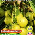 INDIAN GOOSEBERRY - PHYLLANTHUS EMBLICA - EDIBLE - 20 SEEDS COMPOSTABLE PACKET