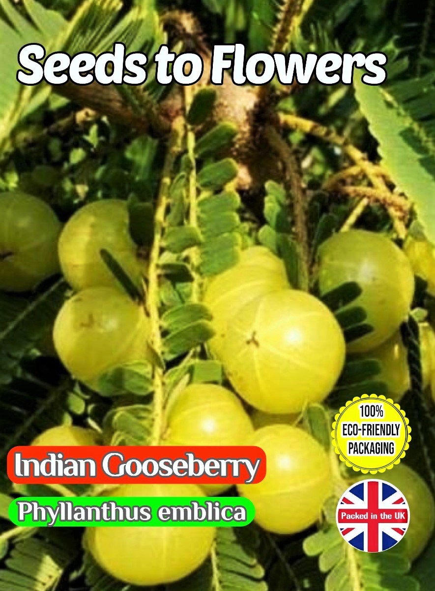INDIAN GOOSEBERRY - PHYLLANTHUS EMBLICA - EDIBLE - 20 SEEDS COMPOSTABLE PACKET