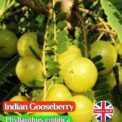 INDIAN GOOSEBERRY - PHYLLANTHUS EMBLICA - EDIBLE - 15 BEST QUALITY FRUIT SEEDS