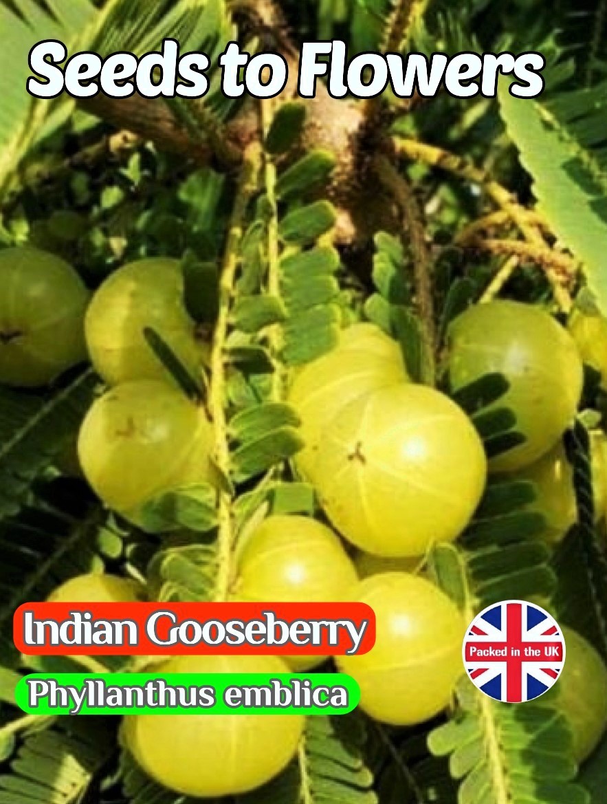 INDIAN GOOSEBERRY - PHYLLANTHUS EMBLICA - EDIBLE - 15 BEST QUALITY FRUIT SEEDS