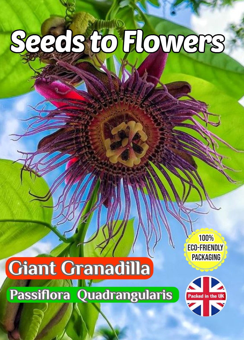 GIANT GRANADILLA - PASSIFLORA QUADRANGULARIS - FLOWERING CLIMBER - TROPICAL - COMPOSTABLE PACKET -15 SEEDS