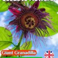 GIANT GRANADILLA - PASSIFLORA QUADRANGULARIS - FLOWERING CLIMBER - TROPICAL -EVERGREEN-10 SEEDS