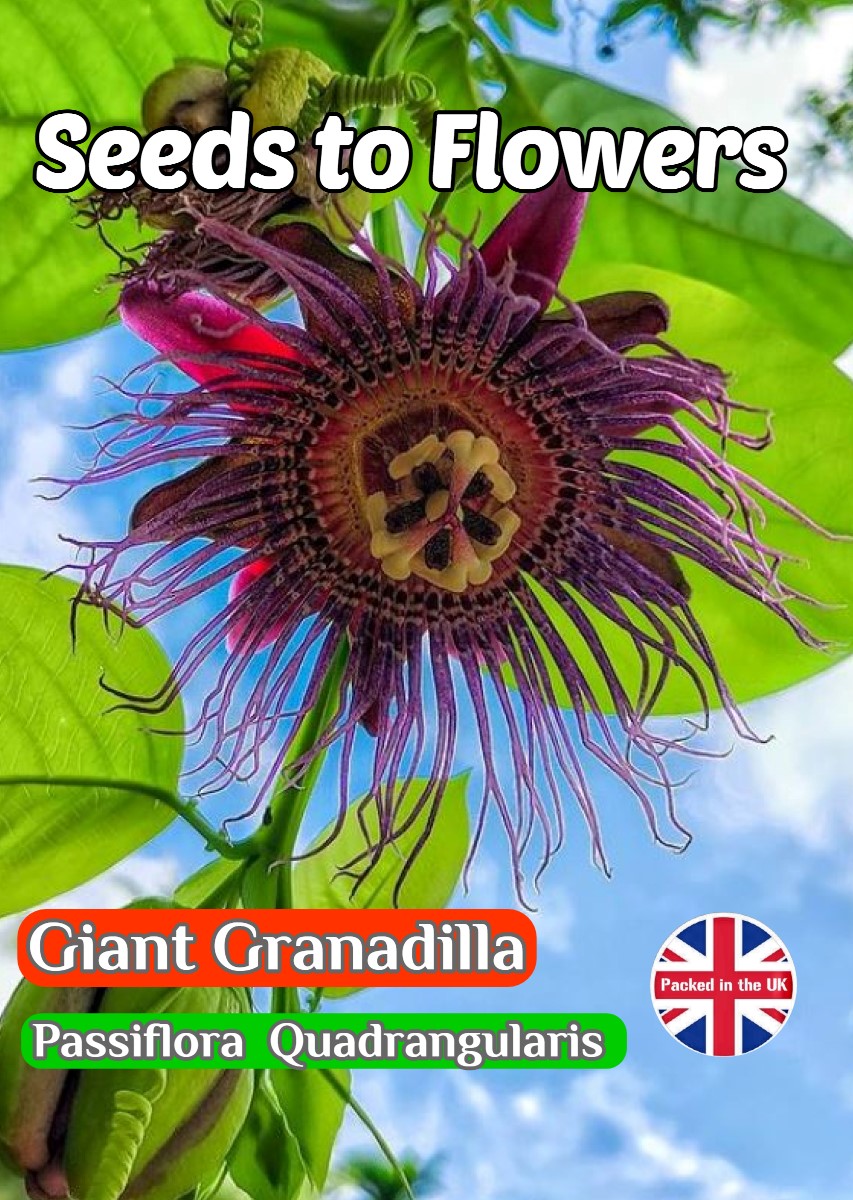 GIANT GRANADILLA - PASSIFLORA QUADRANGULARIS - FLOWERING CLIMBER - TROPICAL -EVERGREEN-10 SEEDS