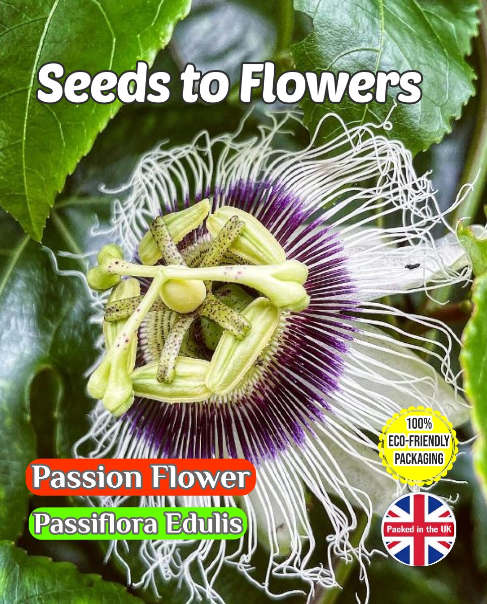 PASSION FLOWER - PASSIFLORA EDULIS - FLOWERING CLIMBER - TROPICAL - COMPOSTABLE PACKET -20 SEEDS