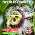 PASSION FLOWER - PASSIFLORA EDULIS - FLOWERING CLIMBER - TROPICAL - 15 BEST SEEDS