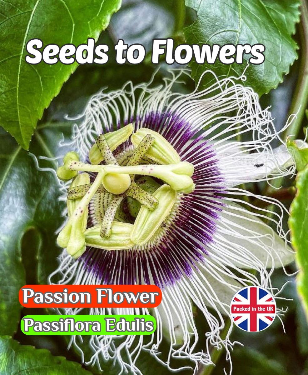 PASSION FLOWER - PASSIFLORA EDULIS - FLOWERING CLIMBER - TROPICAL - 15 BEST SEEDS