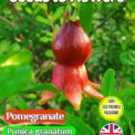 POMEGRANATE - PUNICA GRANATUM - FULLY COMPOSTABLE PACKET - 15 BEST SEEDS