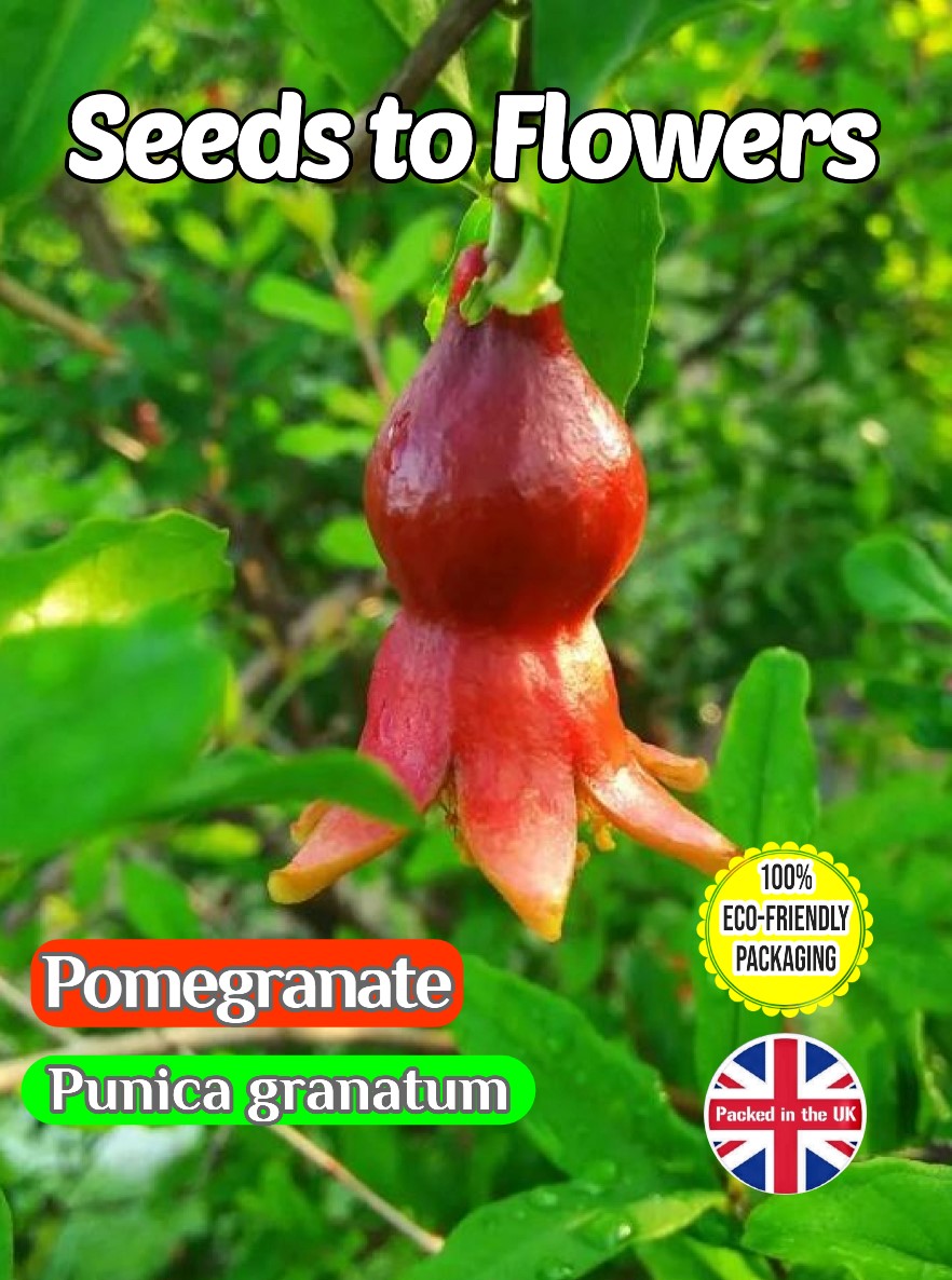 POMEGRANATE - PUNICA GRANATUM - FULLY COMPOSTABLE PACKET - 15 BEST SEEDS