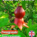 POMEGRANATE - PUNICA GRANATUM - SHRUB - EDIBLE FRUIT - 12 BEST QUALITY SEEDS