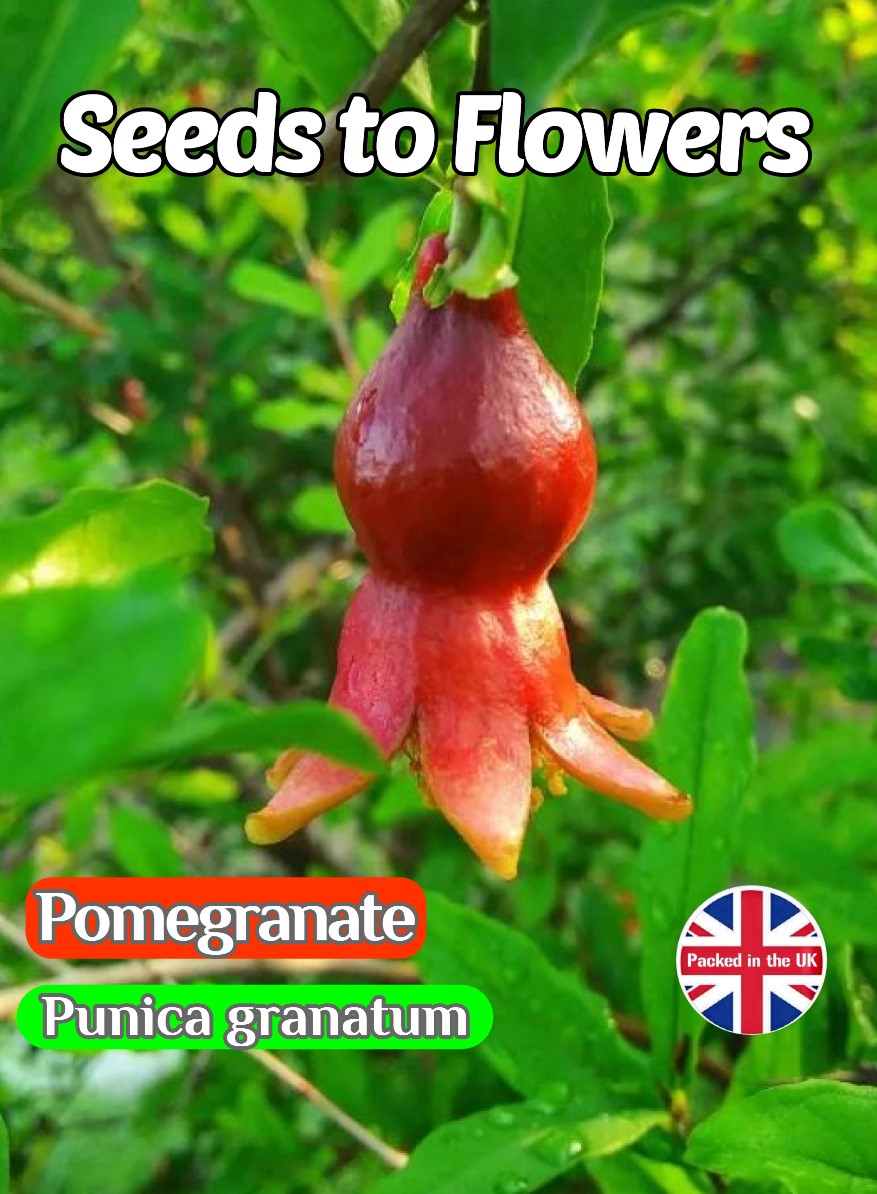 POMEGRANATE - PUNICA GRANATUM - SHRUB - EDIBLE FRUIT - 12 BEST QUALITY SEEDS