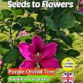 PURPLE ORCHID TREE - BAUHINIA PURPUREA - TROPICAL - COMPOSTABLE PACKET -12 BEST SEEDS