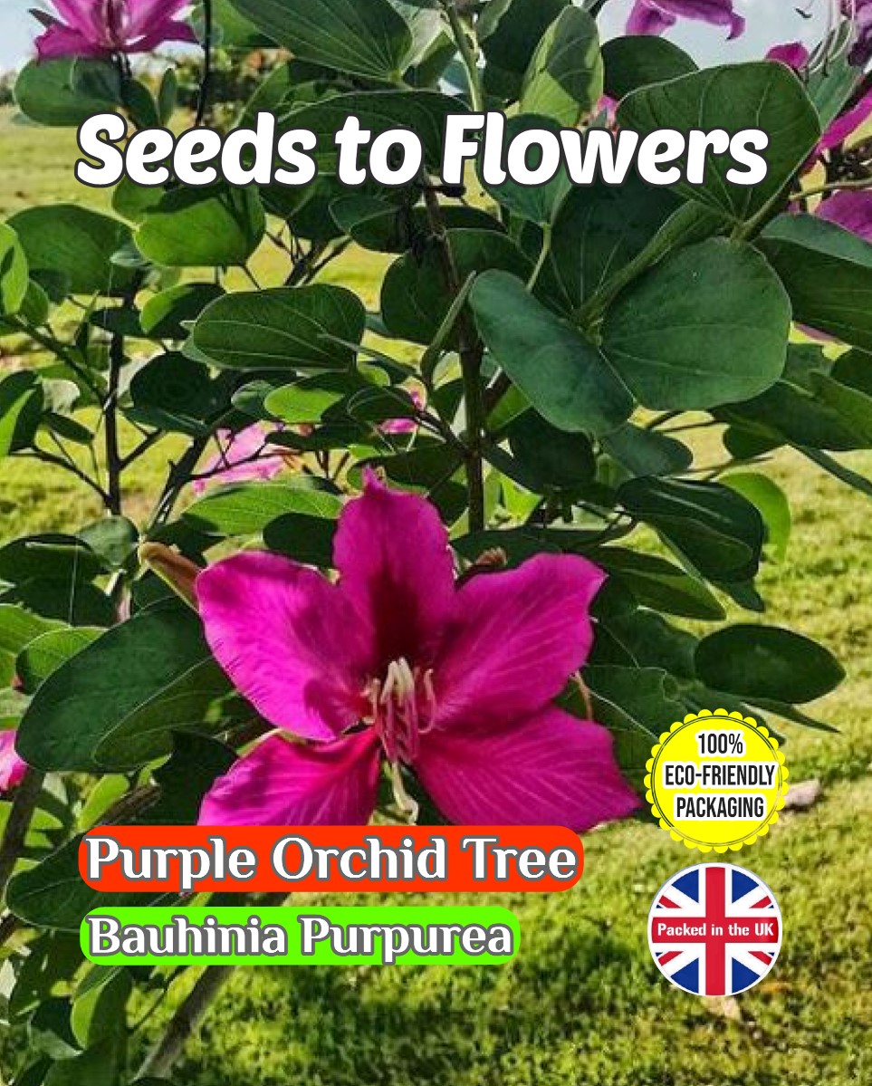 PURPLE ORCHID TREE - BAUHINIA PURPUREA - TROPICAL - COMPOSTABLE PACKET -12 BEST SEEDS