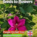 PURPLE ORCHID TREE - BAUHINIA PURPUREA - TROPICAL EXOTIC 8 BEST SEEDS