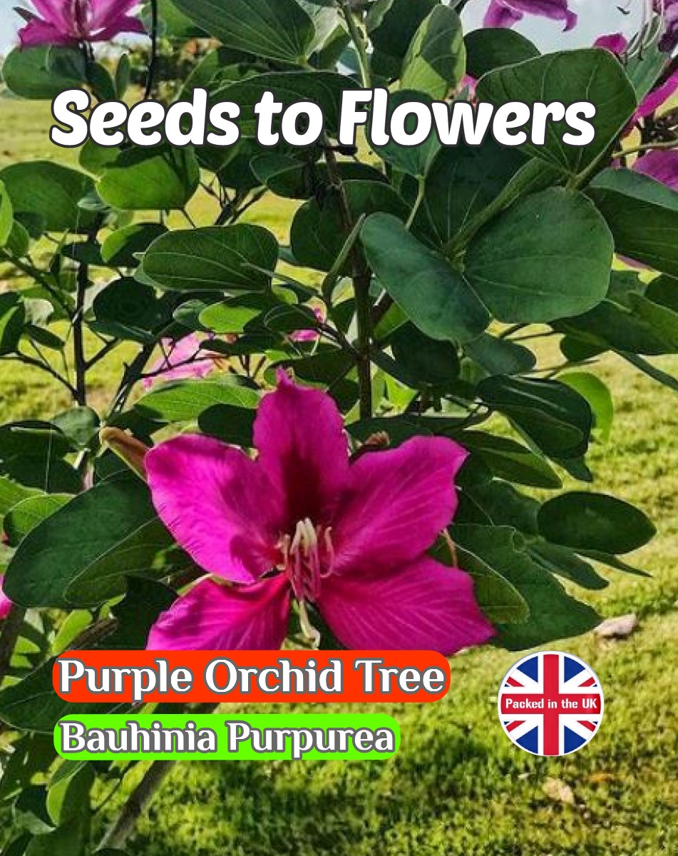 PURPLE ORCHID TREE - BAUHINIA PURPUREA - TROPICAL EXOTIC 8 BEST SEEDS