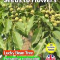 LUCKY BEAN TREE - PUTRANJIVA ROXBURGHII - EVERGREEN - COMPOSTABLE PACK - 10 SEEDS