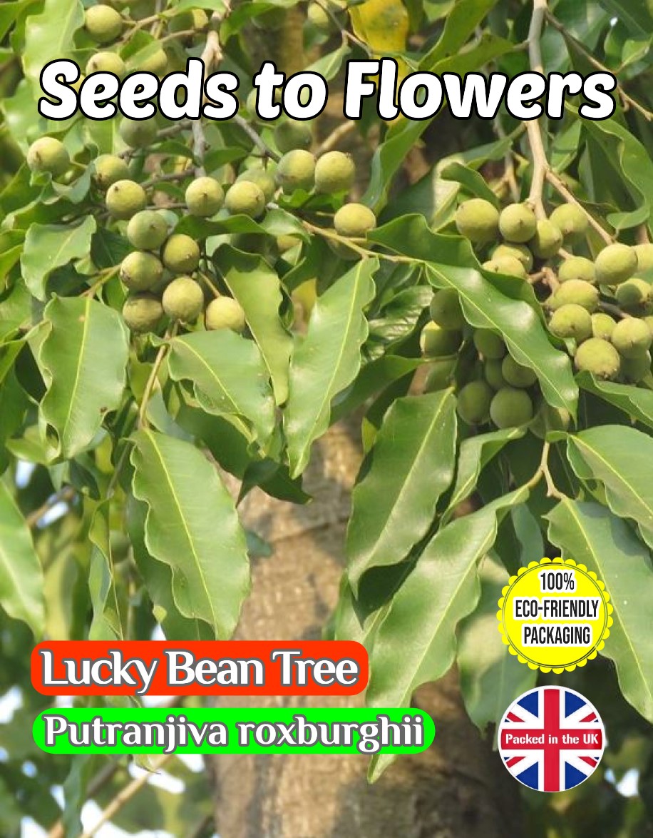 LUCKY BEAN TREE - PUTRANJIVA ROXBURGHII - EVERGREEN - COMPOSTABLE PACK - 10 SEEDS