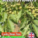 LUCKY BEAN TREE - PUTRANJIVA ROXBURGHII EVERGREEN - EXOTIC - TROPICAL - 8 SEEDS